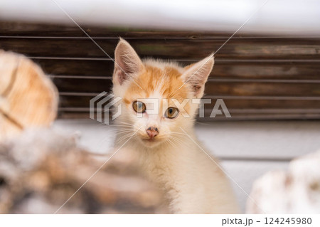 気まぐれ子ねこ~名前はくう~ 気まぐれ子ねこ~名前はくう~ 124245980