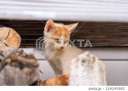 気まぐれ子ねこ~名前はくう~ 気まぐれ子ねこ~名前はくう~ 124245982