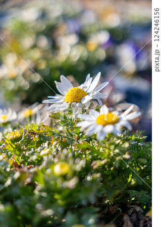 早春の日差しを浴びるカンシロギク 124246156
