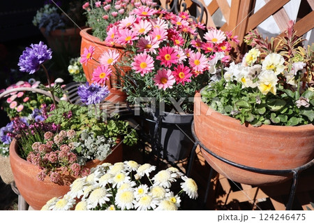 春の花の寄せ植え＆寄せ鉢 124246475