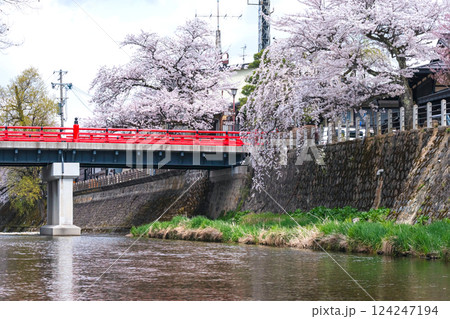 210409中橋桜G289 124247194