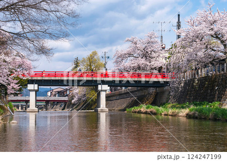 210409中橋桜g310 124247199