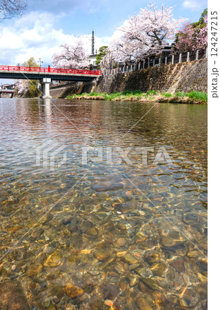 210409中橋桜Z433 210409中橋桜Z433 124247215