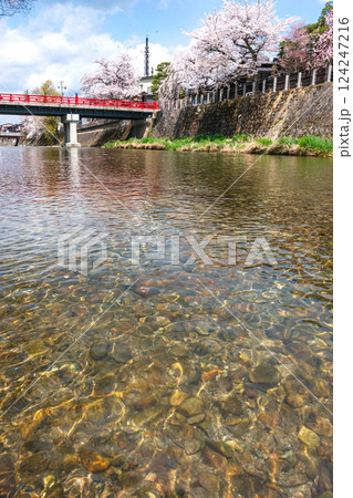 210409中橋桜Z436 210409中橋桜Z436 124247216