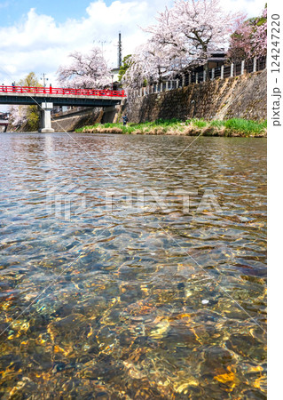 210409中橋桜z451 124247220