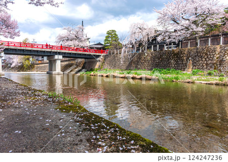 210409中橋桜z502 124247236