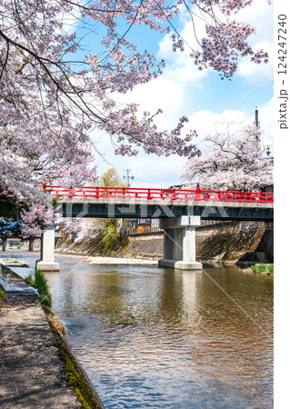 210409中橋桜z518 124247240