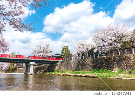 210409中橋桜z523 124247241