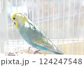 セキセイインコ　コンパニオンバード　リラックス 124247548