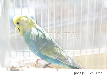 セキセイインコ コンパニオンバード リラックス セキセイインコ コンパニオンバード リラックス 124247548