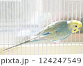 セキセイインコ　コンパニオンバード　リラックス 124247549
