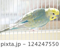 セキセイインコ　コンパニオンバード　リラックス 124247550