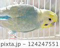 セキセイインコ　コンパニオンバード　リラックス 124247551