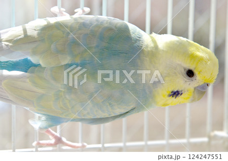 セキセイインコ コンパニオンバード リラックス セキセイインコ コンパニオンバード リラックス 124247551