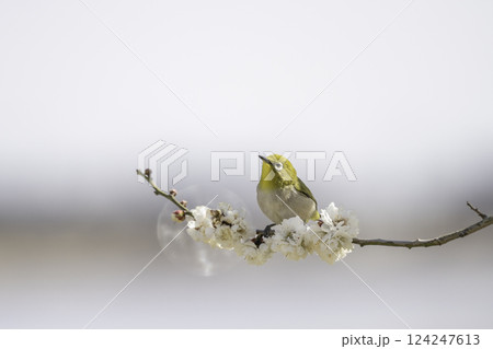 白い梅の花とメジロ 124247613