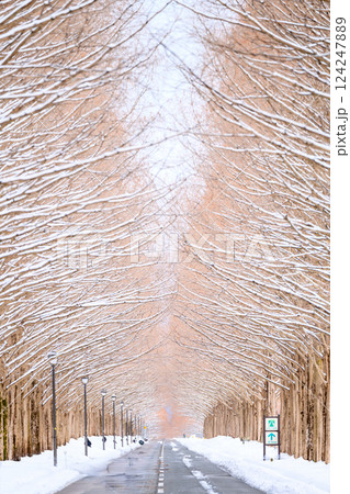 【滋賀県】メタセコイア並木 冬 【滋賀県】メタセコイア並木 冬 124247889