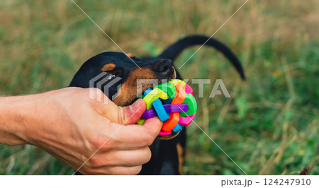Deutscher Jagdterrier dog playing outside with ball. Terrier playing with colorful toy in grass lawn during summer. Pet humanization 124247910