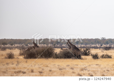 Giraffes in Etosha 124247940
