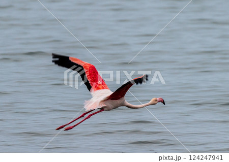 Departing Flamingo in walvis bay 124247941