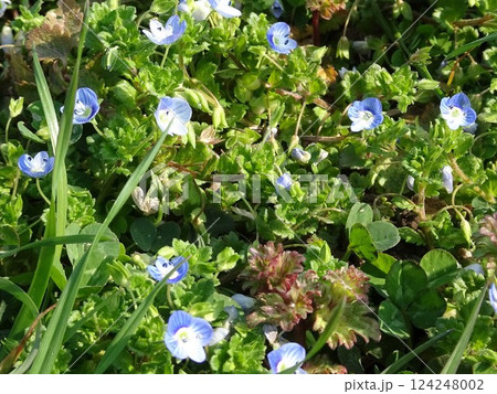 春の小花 124248002