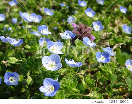 春の小花 124248003