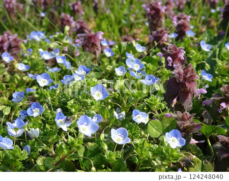 春の小花 124248040