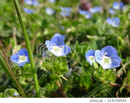 春の小花 124248042