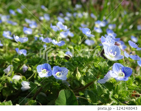 春の小花 124248043