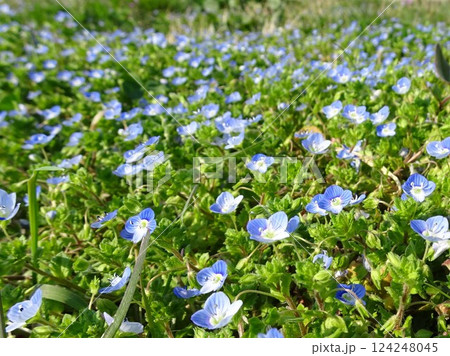 春の小花 春の小花 124248045