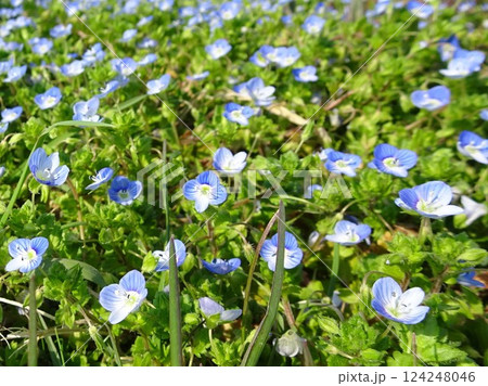 春の小花 124248046