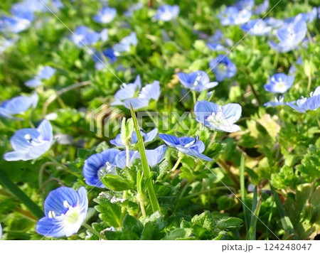 春の小花 春の小花 124248047