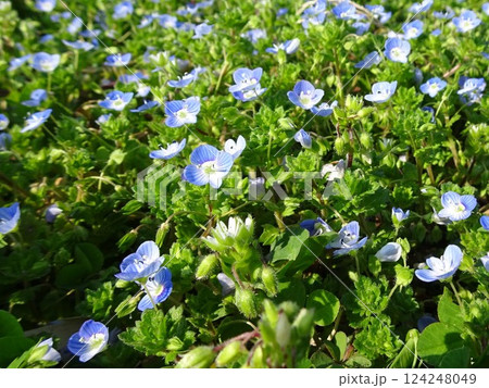 春の小花 124248049