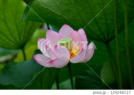 埼玉県行田市・古代蓮の里のハス 124248117