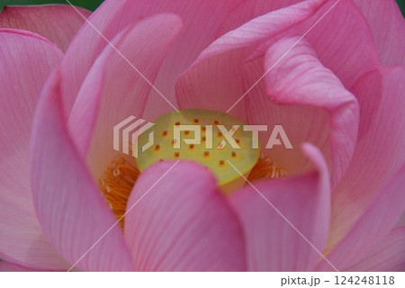 埼玉県行田市・古代蓮の里のハス 124248118