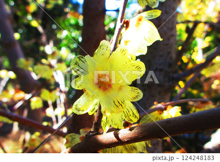 ロウバイ(蝋梅)の黄色い花と青空の風景 ロウバイ(蝋梅)の黄色い花と青空の風景 124248183