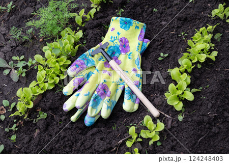 Colorful gardening gloves and planting tool placed on rich soil with small green vegetable seedlings in a home garden during spring 124248403