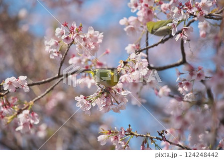 桜とメジロ 桜とメジロ 124248442