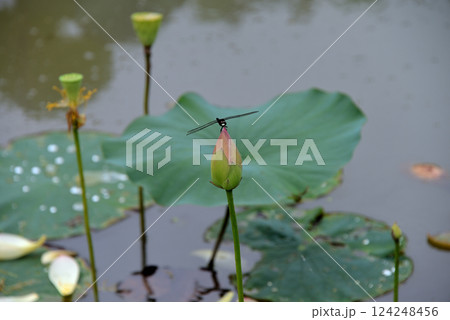 蓮のつぼみに止まるトンボ 124248456