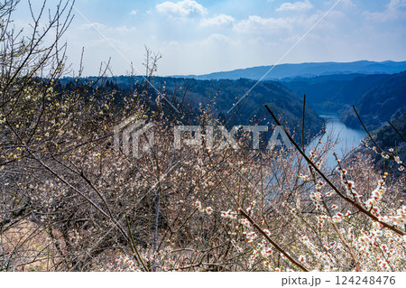 2025年春 月ヶ瀬湖を背景に咲く梅 月ヶ瀬梅渓にて➃ 2025年春 月ヶ瀬湖を背景に咲く梅 月ヶ瀬梅渓にて➃ 124248476
