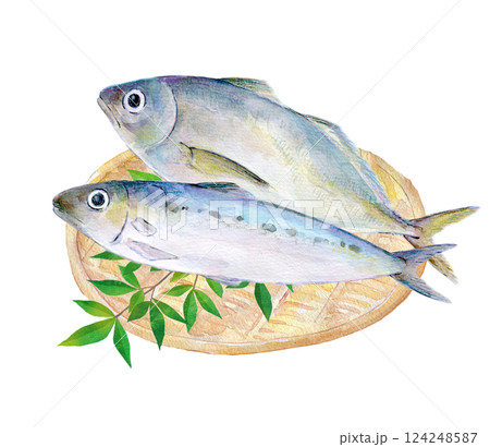 水彩イラスト　青魚のセットイラスト 124248587
