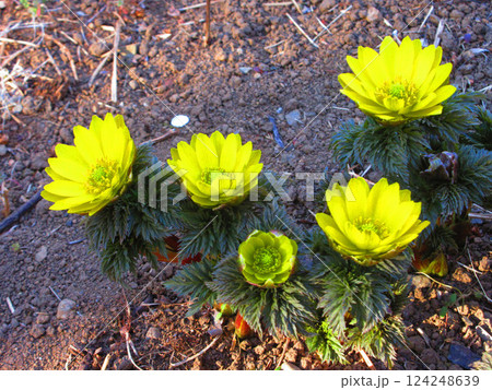 フクジュソウ（福寿草）の黄色い花の風景 124248639