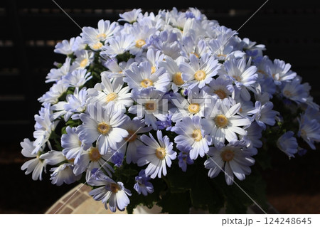 春の陽ざしを浴びたサイネリアの花 124248645