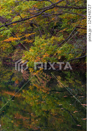 秋の世界遺産白神山地 紅葉の十二湖 王池 秋の世界遺産白神山地 紅葉の十二湖 王池 124248727