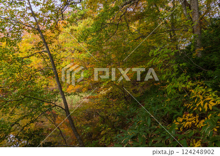 秋の世界遺産白神山地 紅葉の十二湖 王池 秋の世界遺産白神山地 紅葉の十二湖 王池 124248902