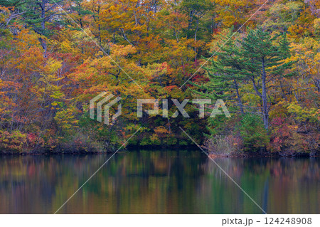 秋の世界遺産白神山地 紅葉の十二湖 王池 秋の世界遺産白神山地 紅葉の十二湖 王池 124248908