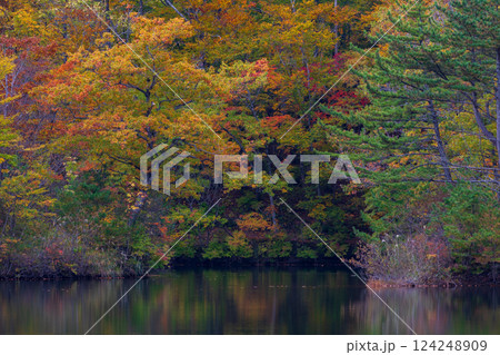 秋の世界遺産白神山地　紅葉の十二湖　王池 124248909