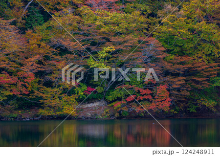 秋の世界遺産白神山地 紅葉の十二湖 王池 秋の世界遺産白神山地 紅葉の十二湖 王池 124248911