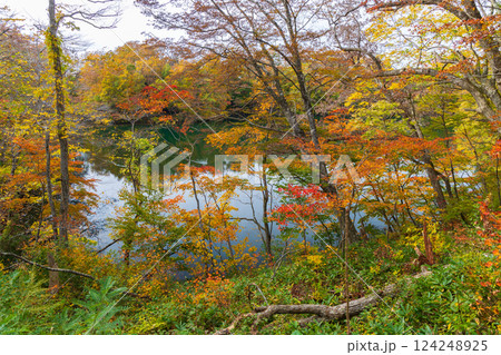 秋の世界遺産白神山地 紅葉の十二湖 王池 秋の世界遺産白神山地 紅葉の十二湖 王池 124248925