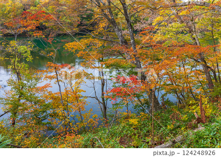 秋の世界遺産白神山地 紅葉の十二湖 王池 秋の世界遺産白神山地 紅葉の十二湖 王池 124248926