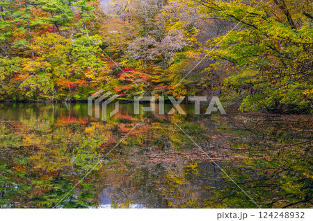 秋の世界遺産白神山地　紅葉の十二湖　王池 124248932
